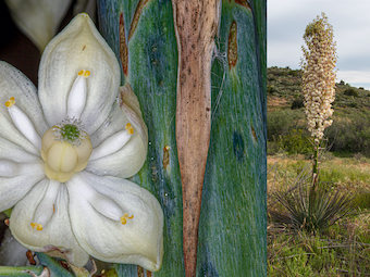 Image of Yucca  - Hesperoyucca whipplei 
