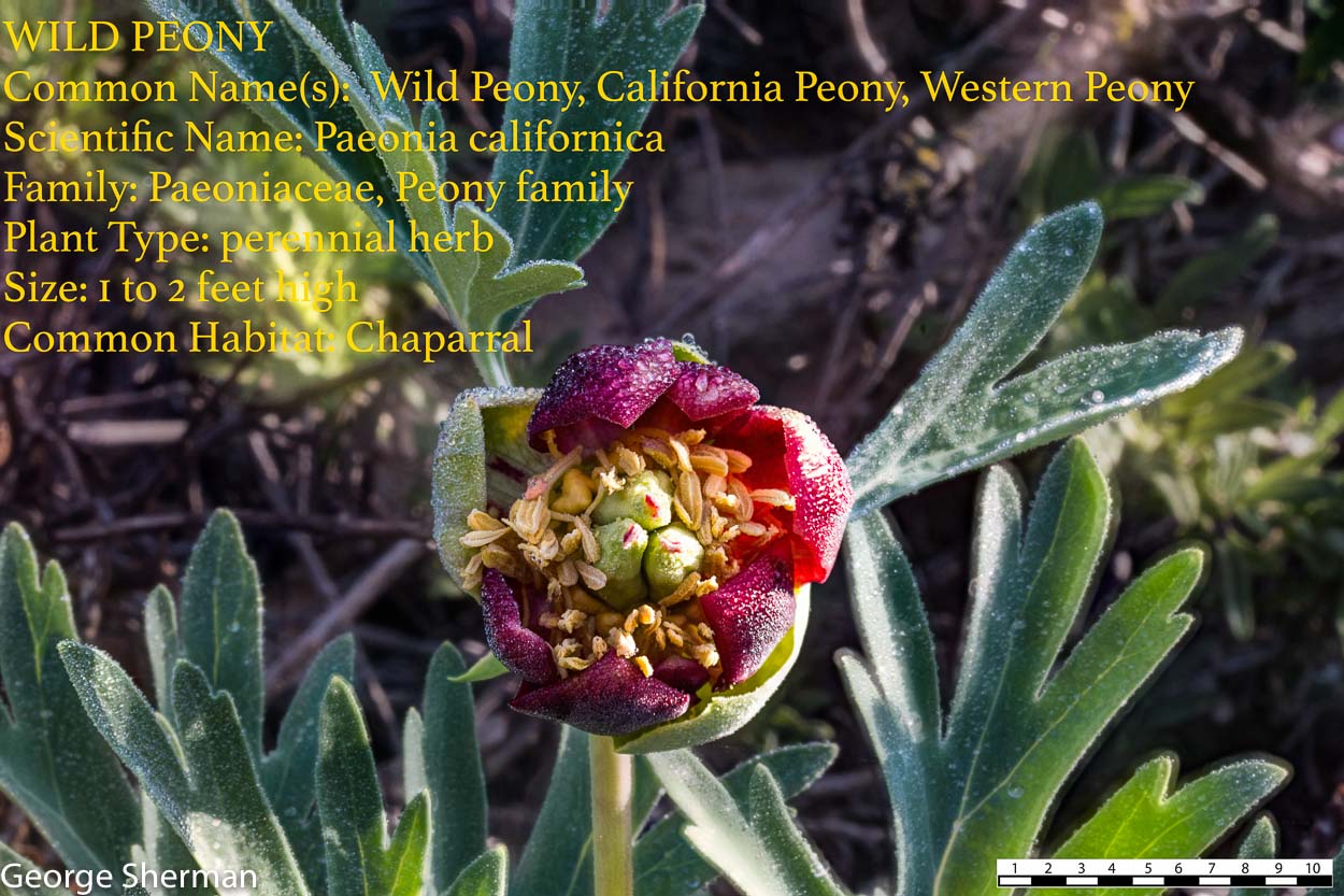  Wild Peony - <em>Paeonia californica</em>