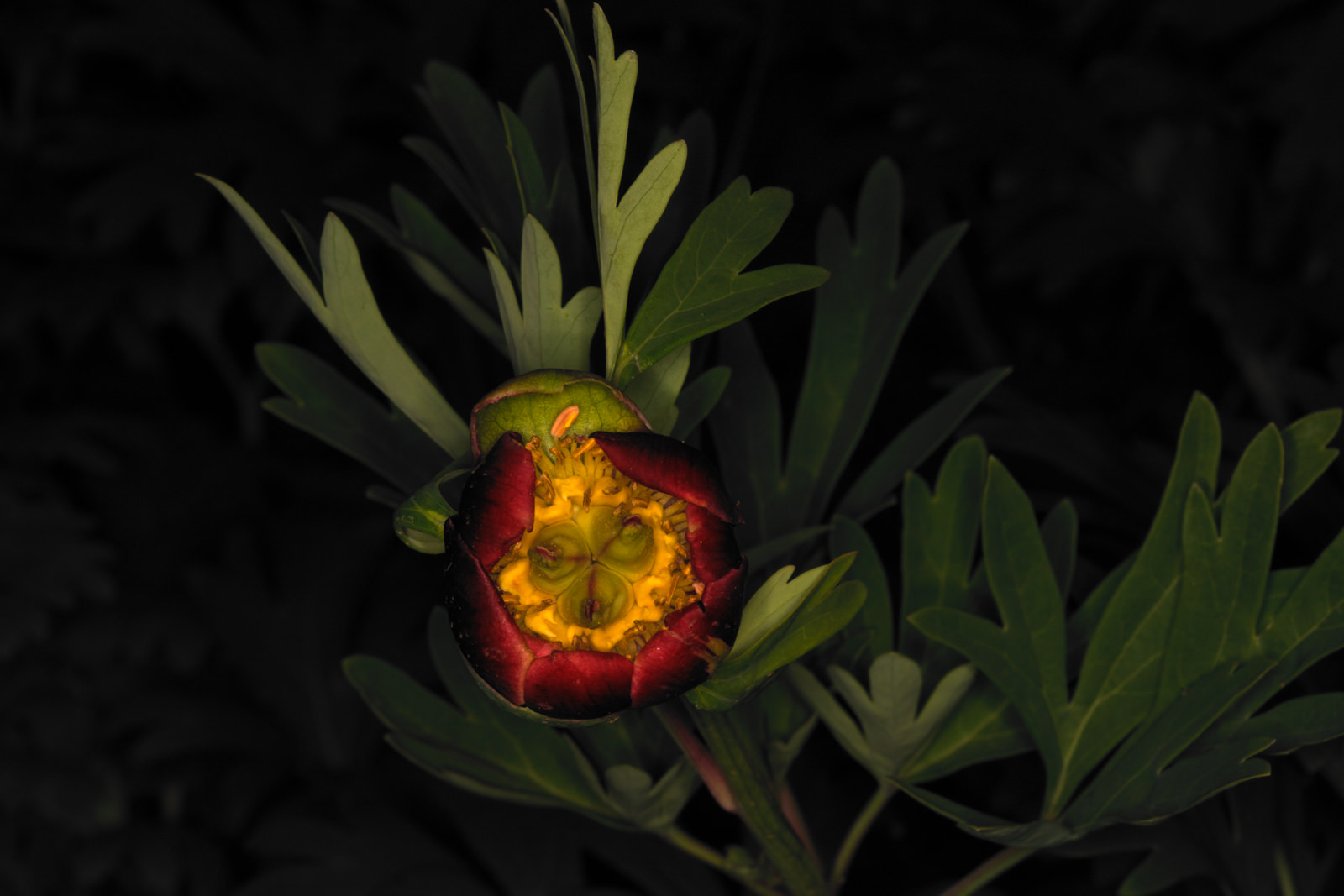  Wild Peony - <em>Paeonia californica</em>