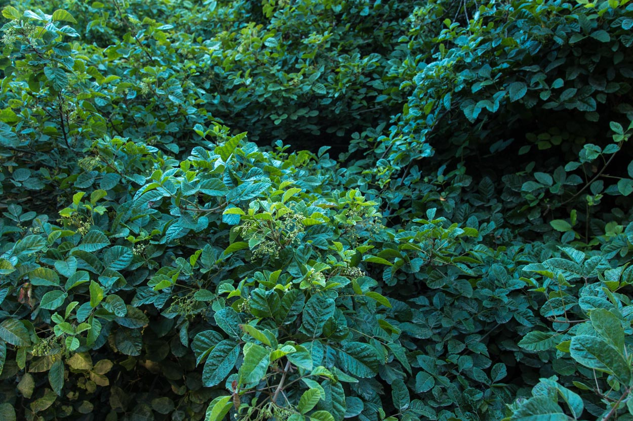  Poison Oak - <em>Toxicodendron diversilobum</em>