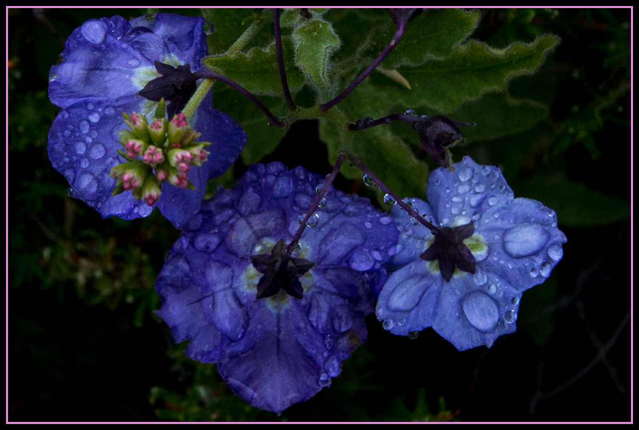  Purple Nightshade - <em>Solanum xanti</em>
