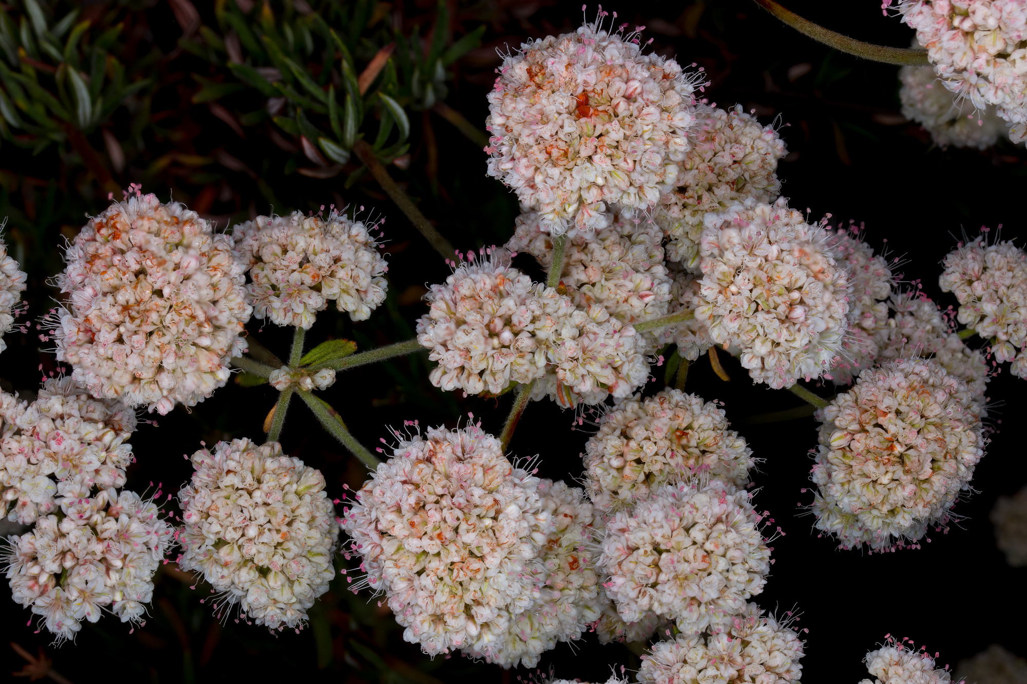  California Buckwheat - <em>Eriogonum fasciculatum</em>