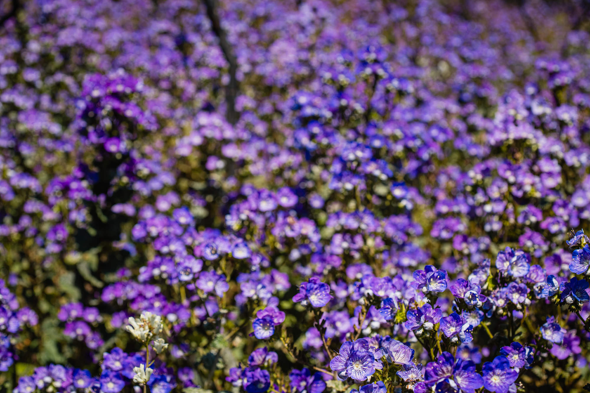 Image of Phacelia