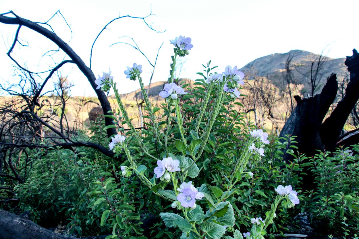  Large-Flowered Phacelia - <em>Phacelia grandiflora</em>