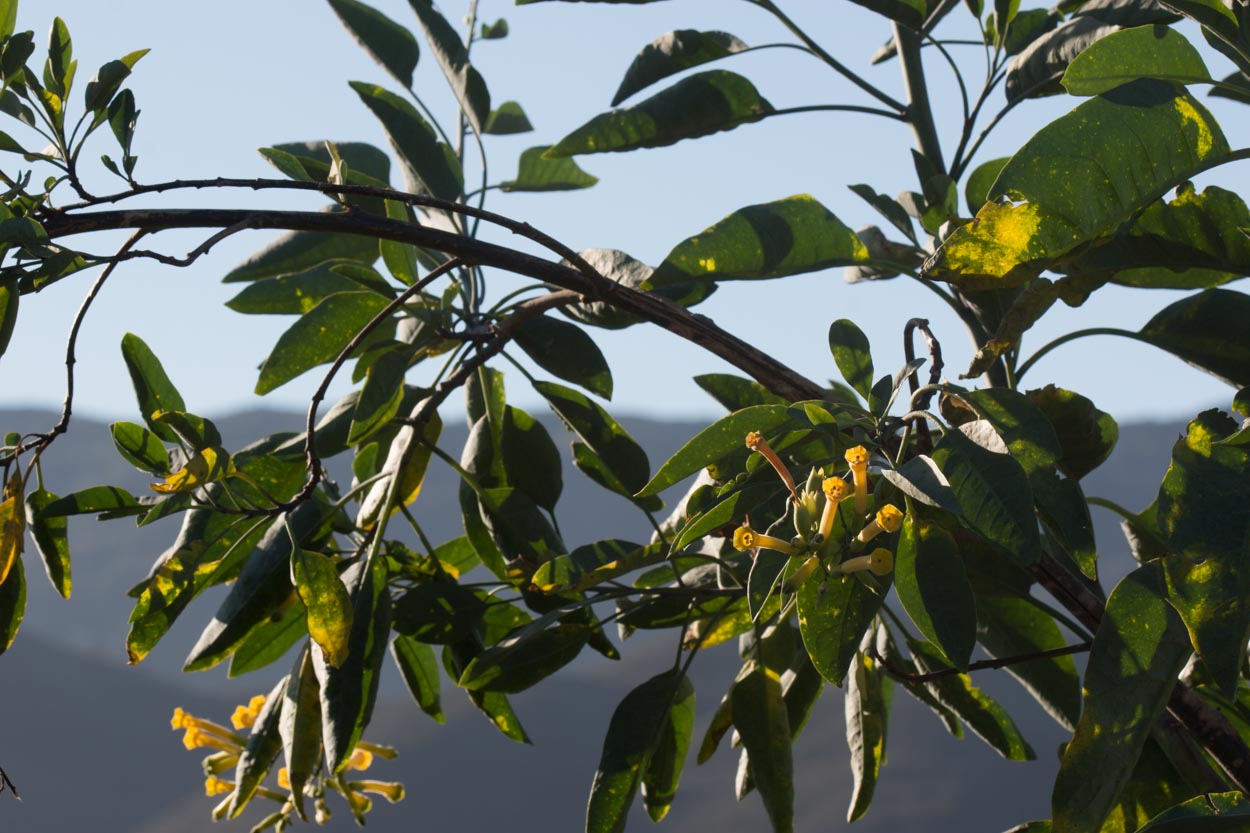 Tree Tobacco - <em>Nicotiana glauca</em>