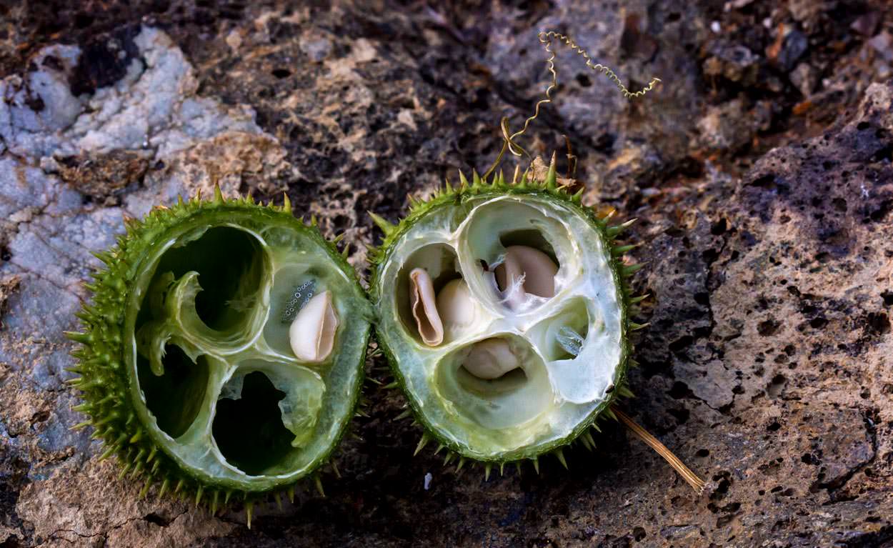  Wild Cucumber - <em>Marah macrocarpus</em>