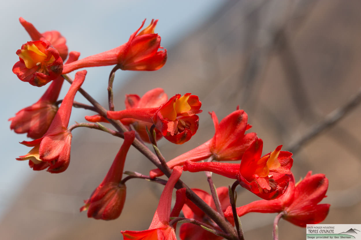  Scarlet Larkspur - <em>Delphinium cardinale</em>