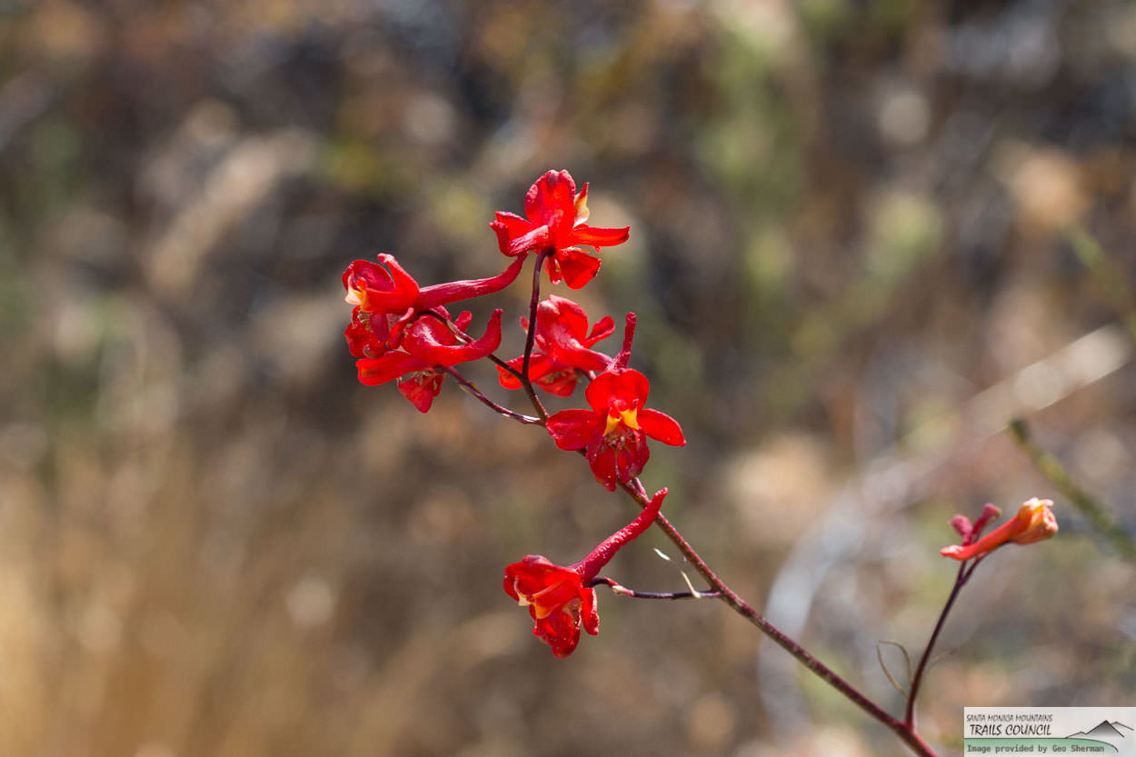  Scarlet Larkspur - <em>Delphinium cardinale</em>