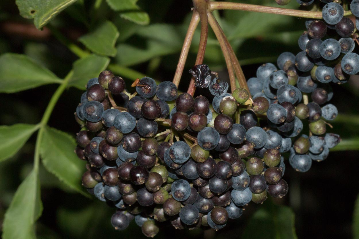  Elderberry - <em>Sambucus nigra subsp. caerulea</em>