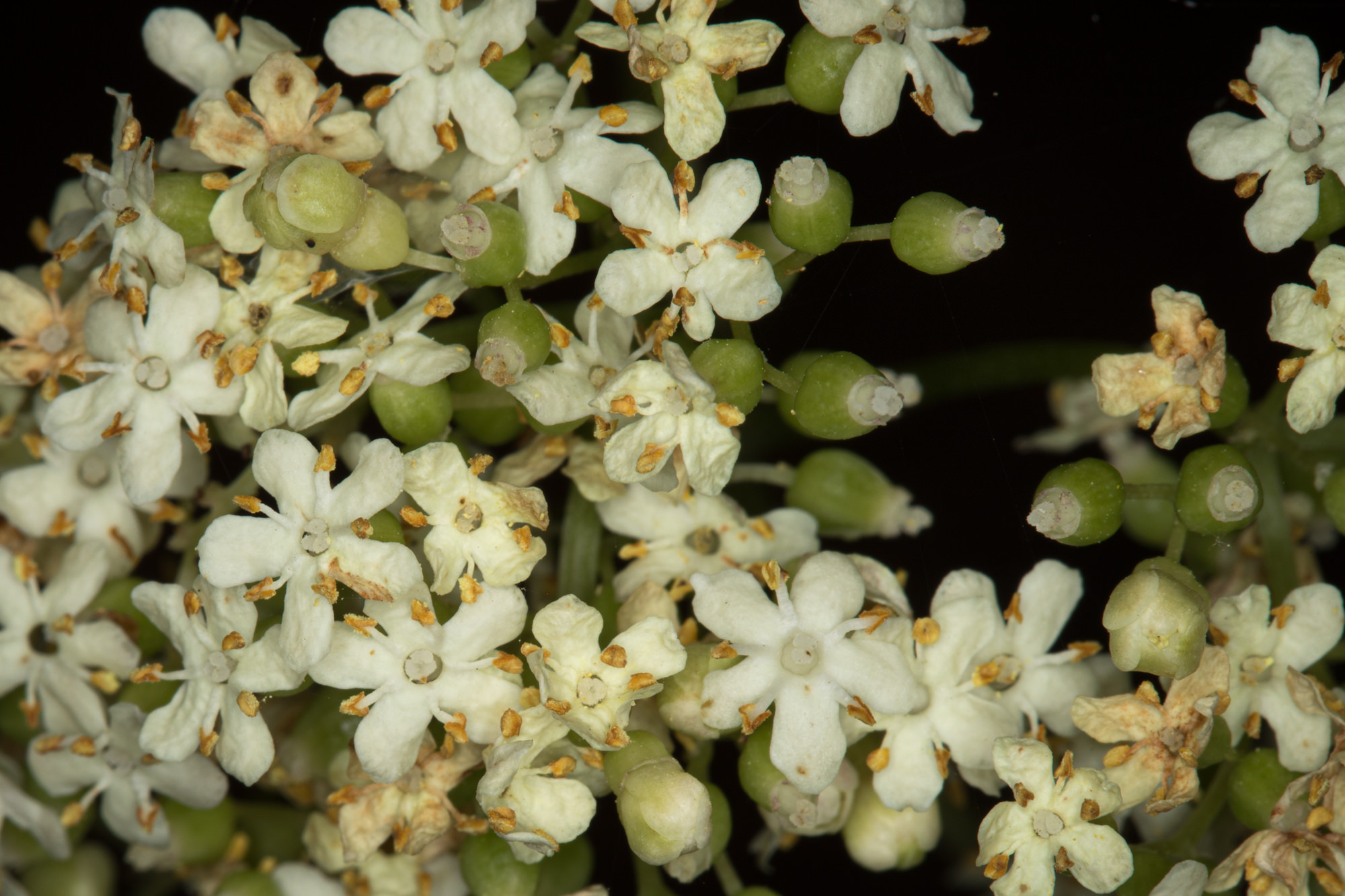  Elderberry - <em>Sambucus nigra subsp. caerulea</em>