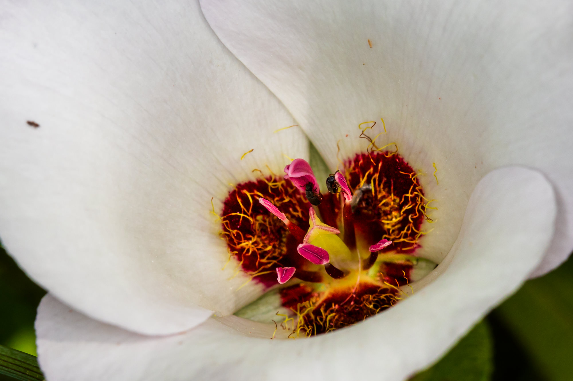 Mariposa Lily - <em>Calochortus species</em>