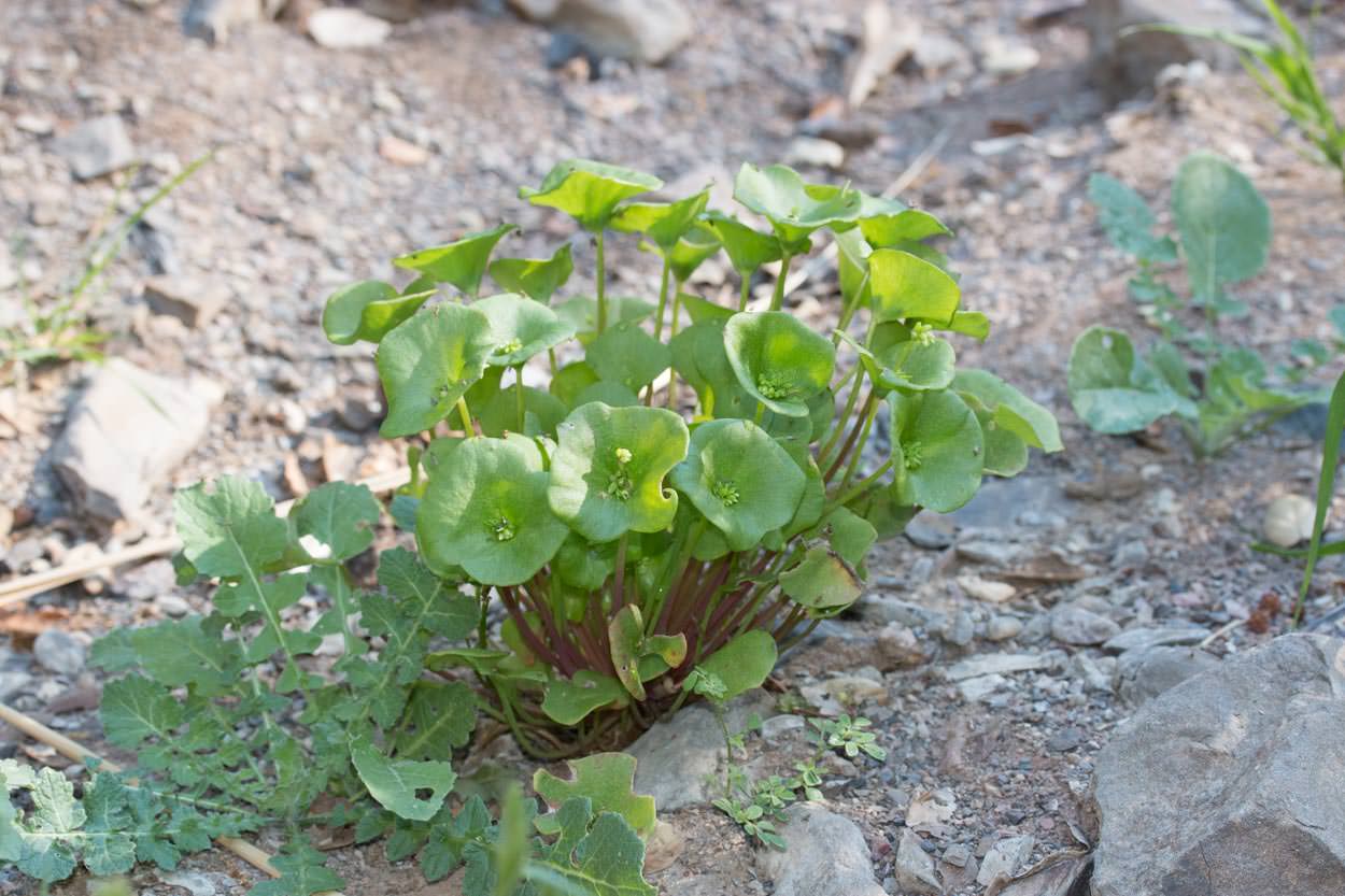 Miners Lettuce - <em>Claytonia perfoliata</em>