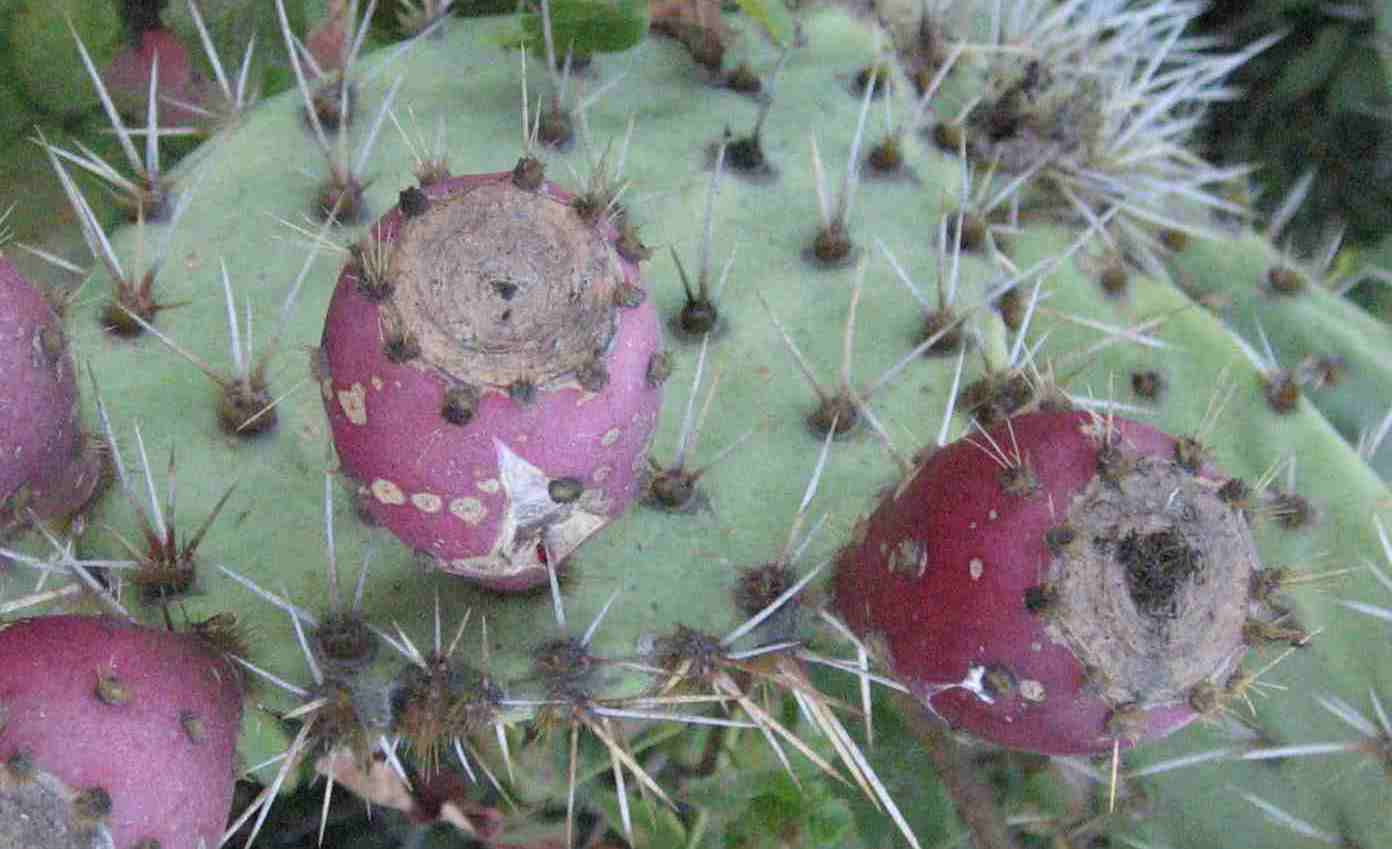  Prickly Pear - <em>Opuntia oricola</em>
