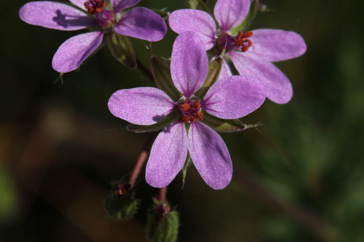 Plant of the Month - Red-Stem Filaree