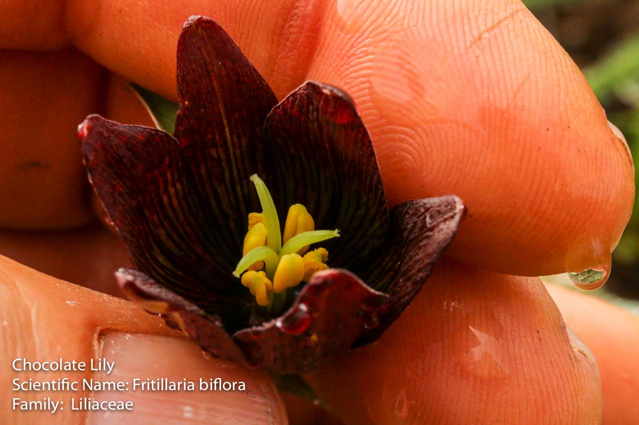  Chocolate Lily - <em>Fritillaria biflora</em>