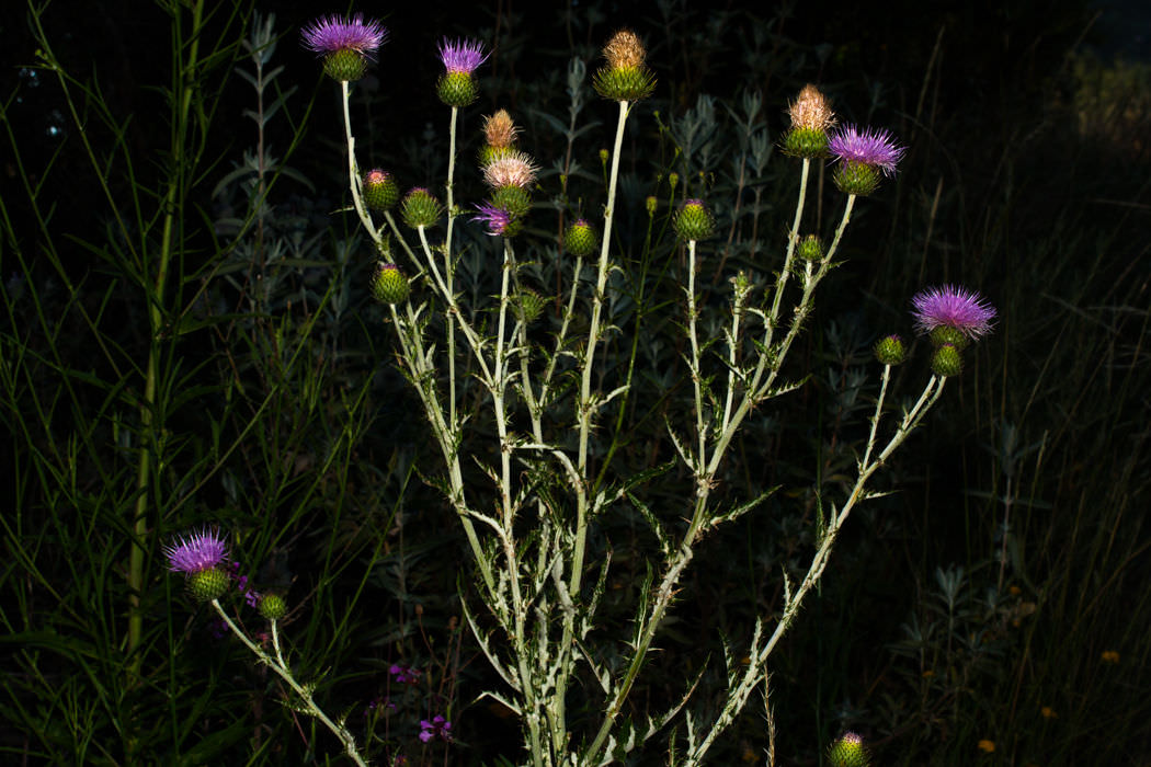  California Thistle - <em>Cirsium occidentale var. californ</em>
