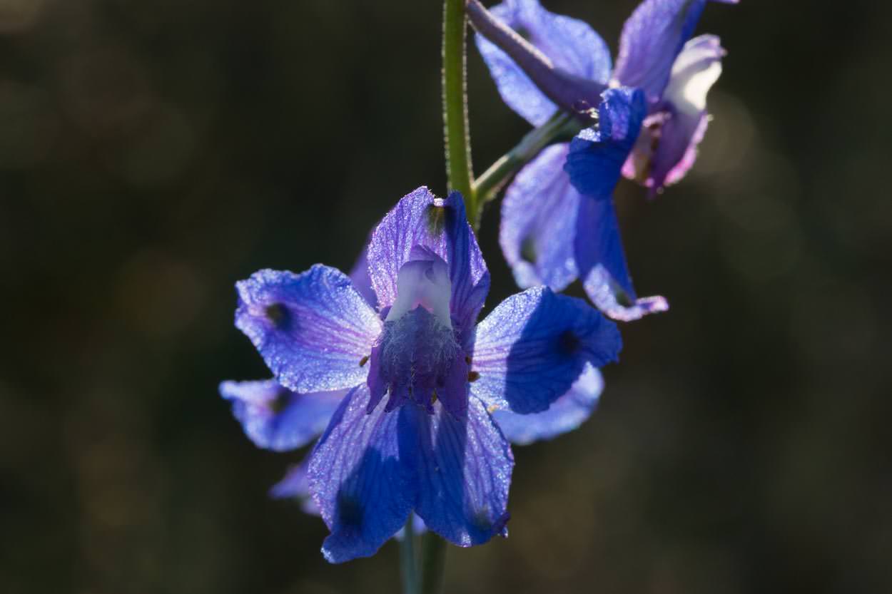 Blue Larkspur - <em>Delphinium parryi</em>