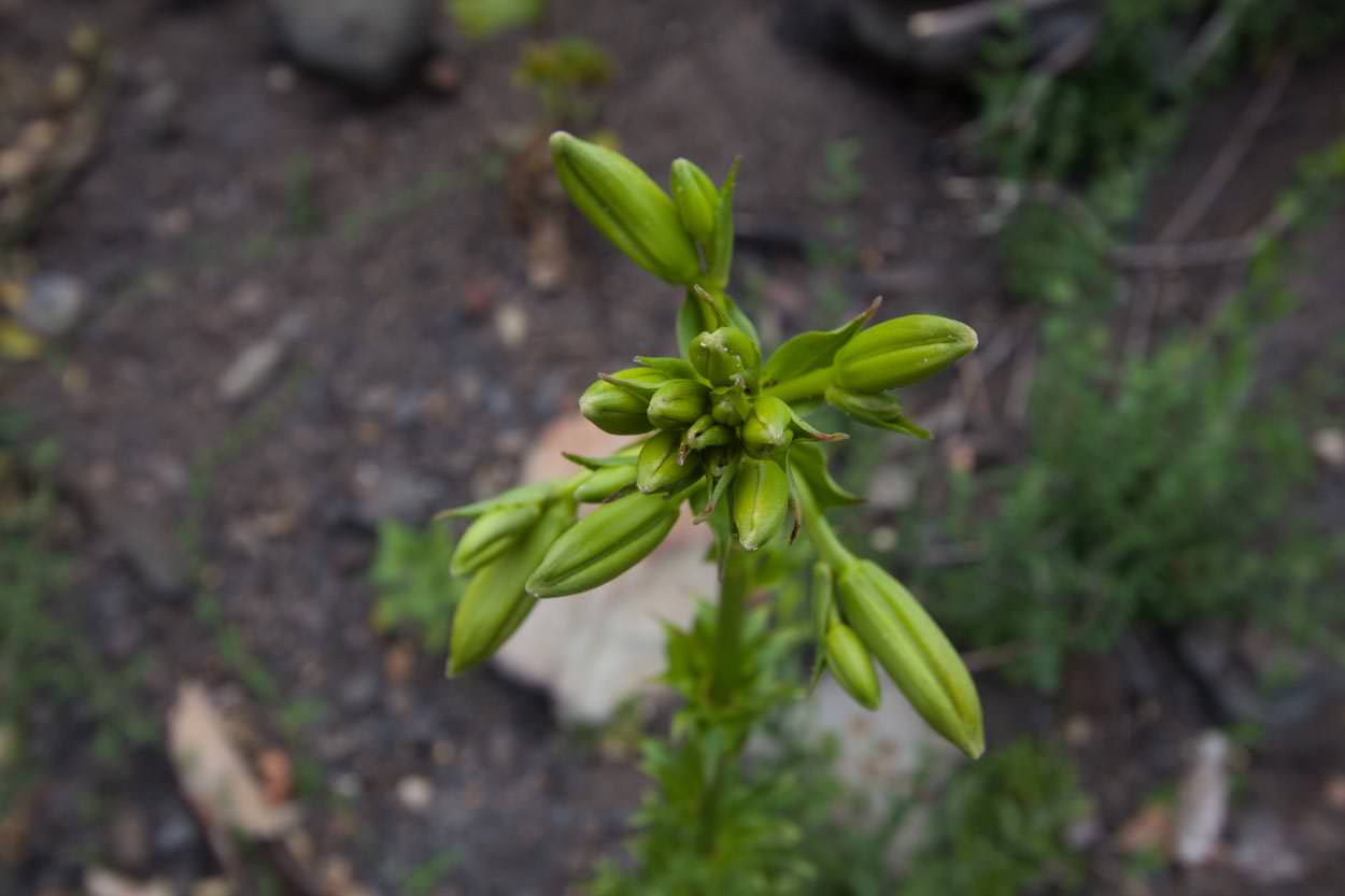  Humboldt Lily - <em>Lilium humboldtii</em>