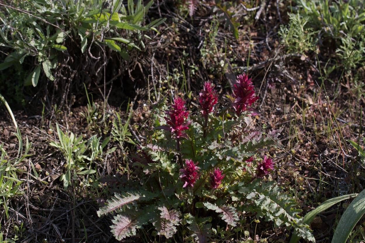  Indian Warrior - <em>Pedicularis densiflora</em>