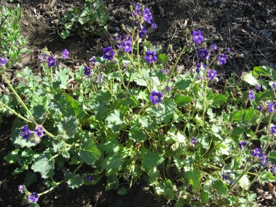 image of Parry's Phacelia