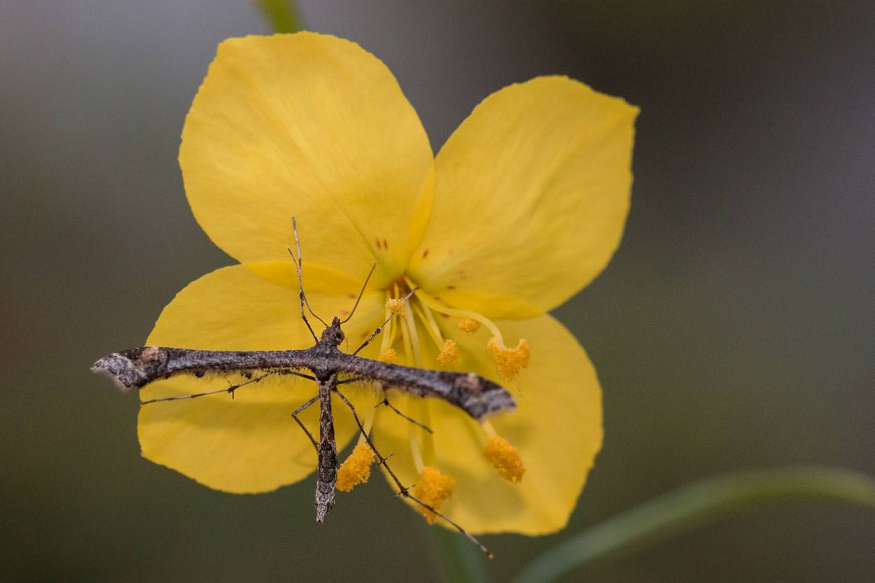  Mustard Evening Primrose - <em>Eulobus californicus</em>