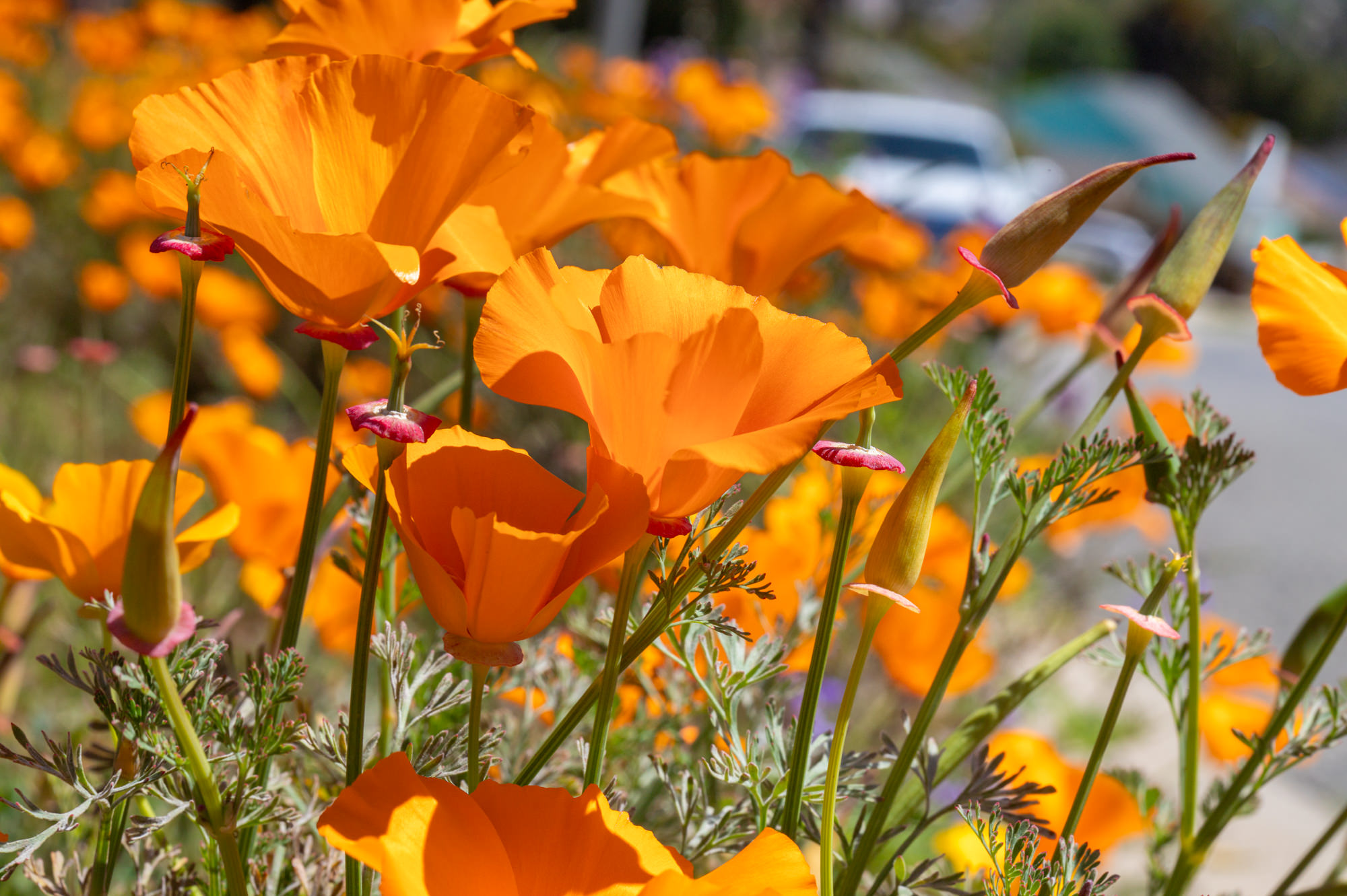  California Poppy - <em>Eschscholzia californica</em>