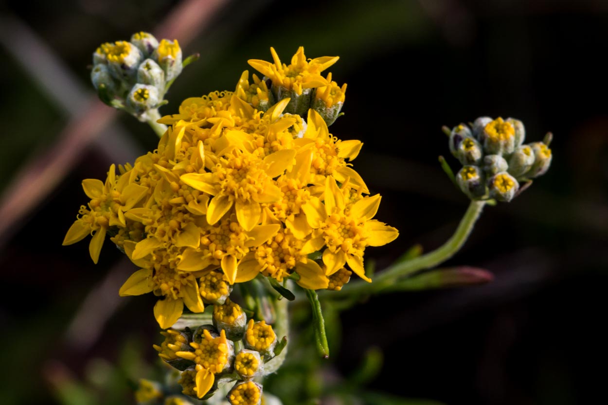 Eldorado [Land of Gold). Of free flowering habit and fragrance, in color it  is of the golden yellow that is peculiar to the climbing Rose Marechal  Neil. Elegante. Long sulphiir yeUow