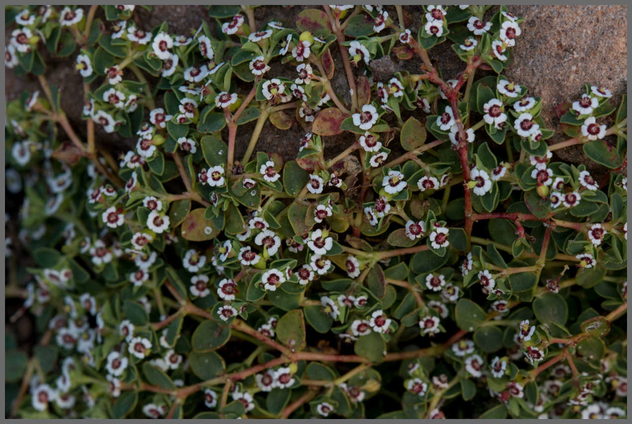  Rattlesnake Weed - <em>Euphorbia albomarginata</em>
