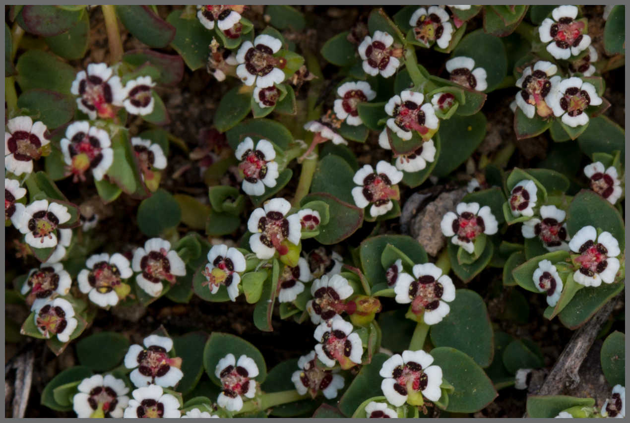  Rattlesnake Weed - <em>Euphorbia albomarginata</em>