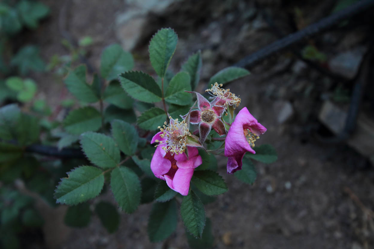  Wild Rose - <em>Rosa californica</em>