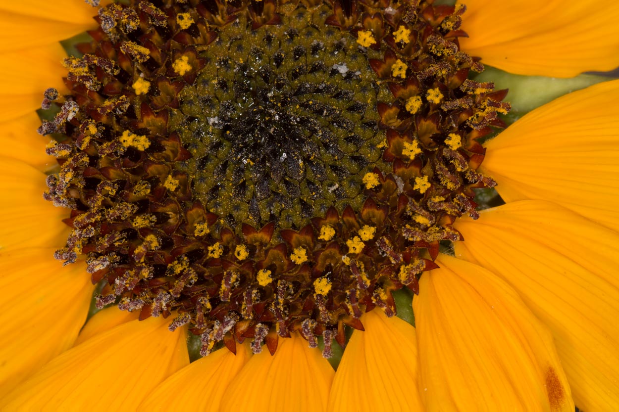  Common Sunflower - <em>Helianthus annus </em>