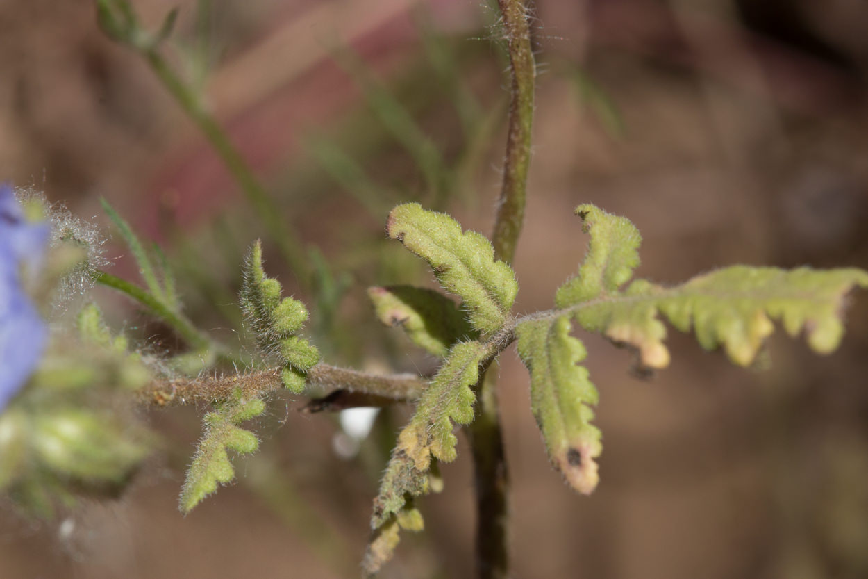  Fern-Leaf Phacelia - <em>Phacelia distans</em>