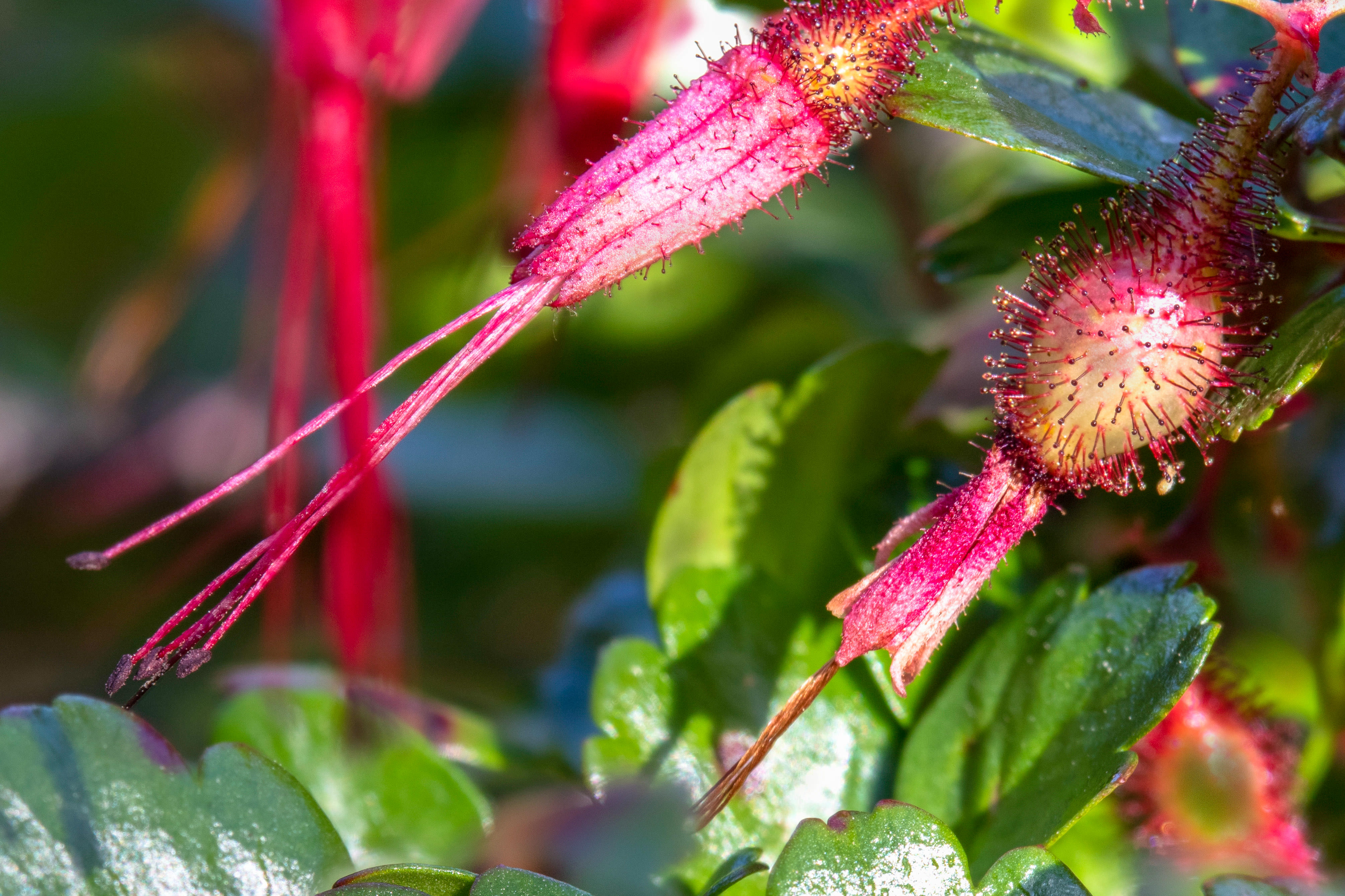 Plant of the Month FuchsiaFlowered Gooseberry