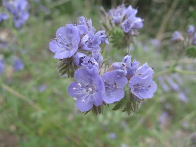 Image of Fern Leaf Phacelia