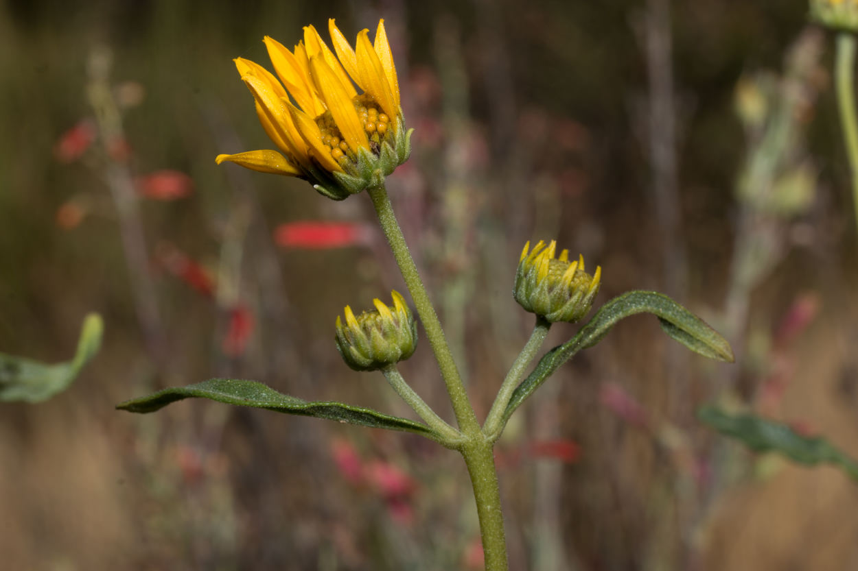  Slender Sunflower - <em>Helianthus gracilentus </em>