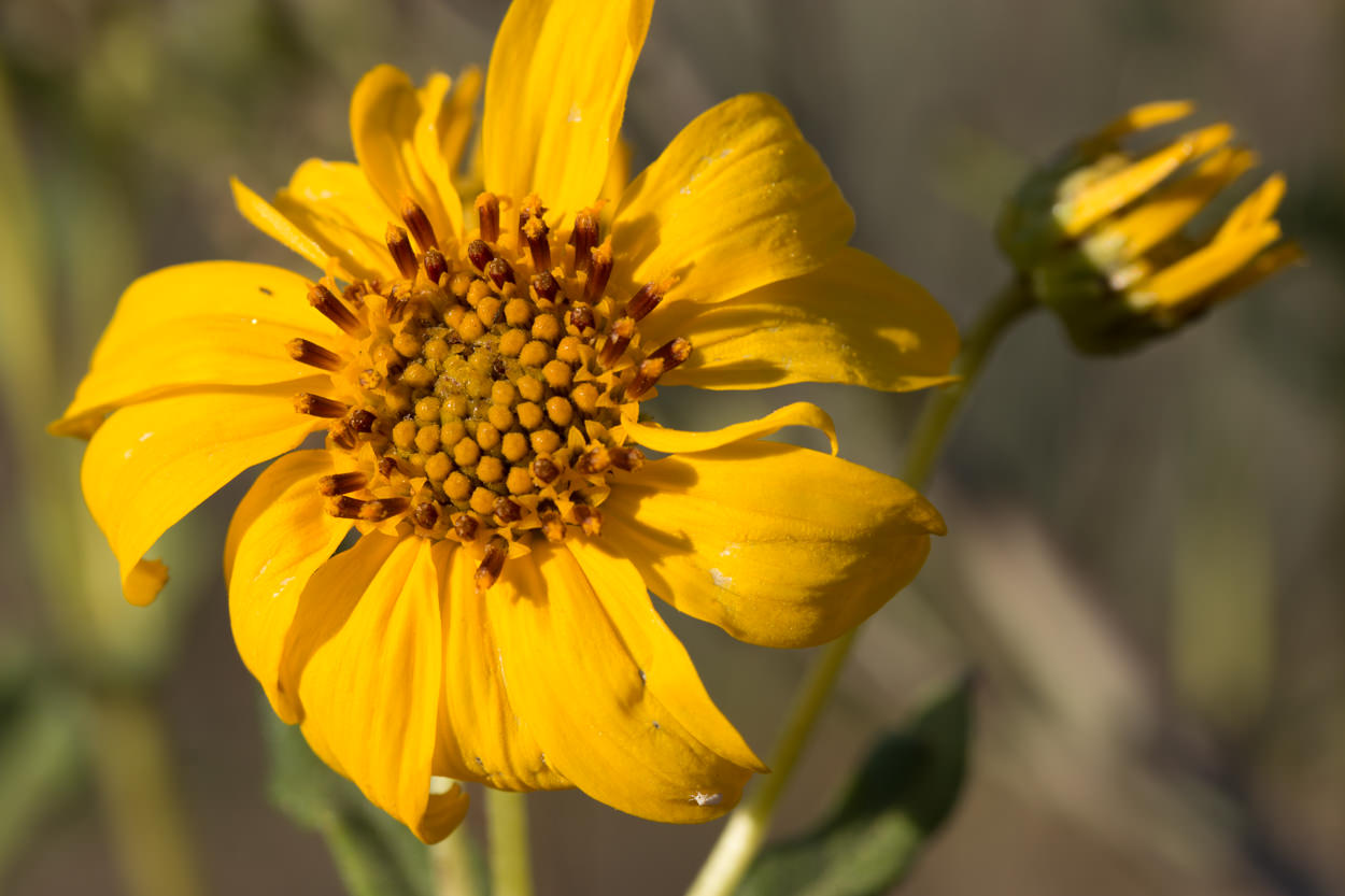  Slender Sunflower - <em>Helianthus gracilentus </em>