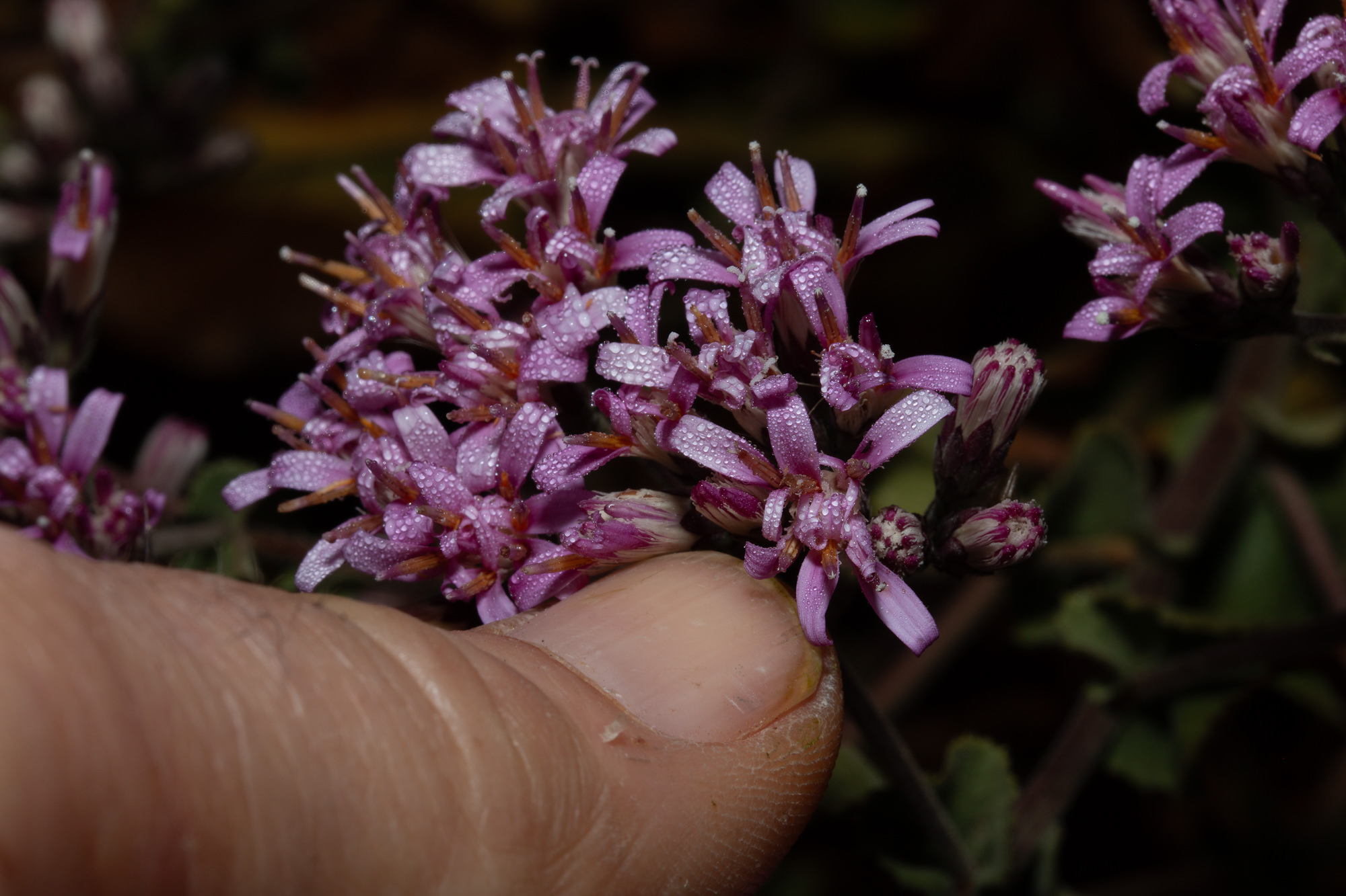  Perezia, Sacapellote - <em>Acourtia microcephala</em>