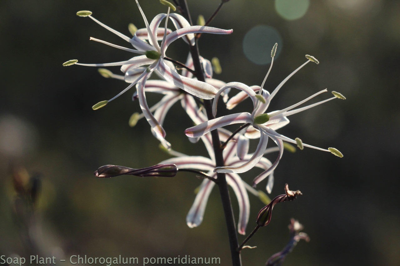 Plant of the - Soap Plant