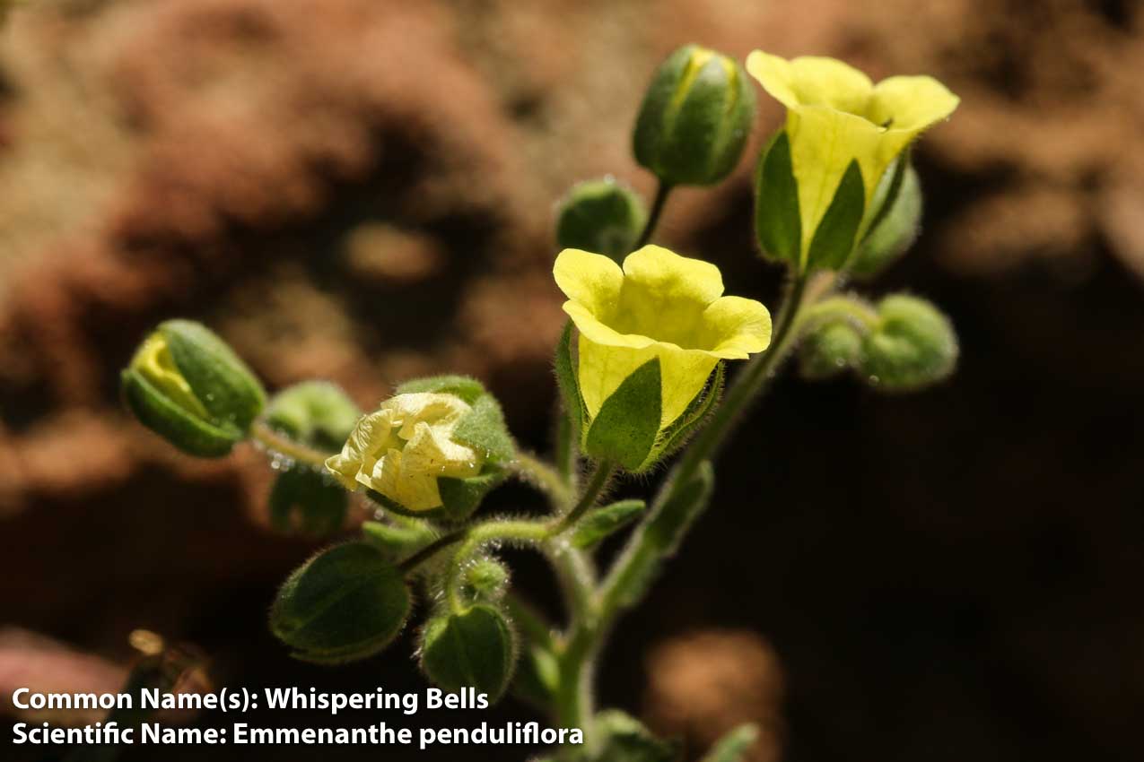  Whispering Bells - <em>Emmenanthe penduliflora</em>