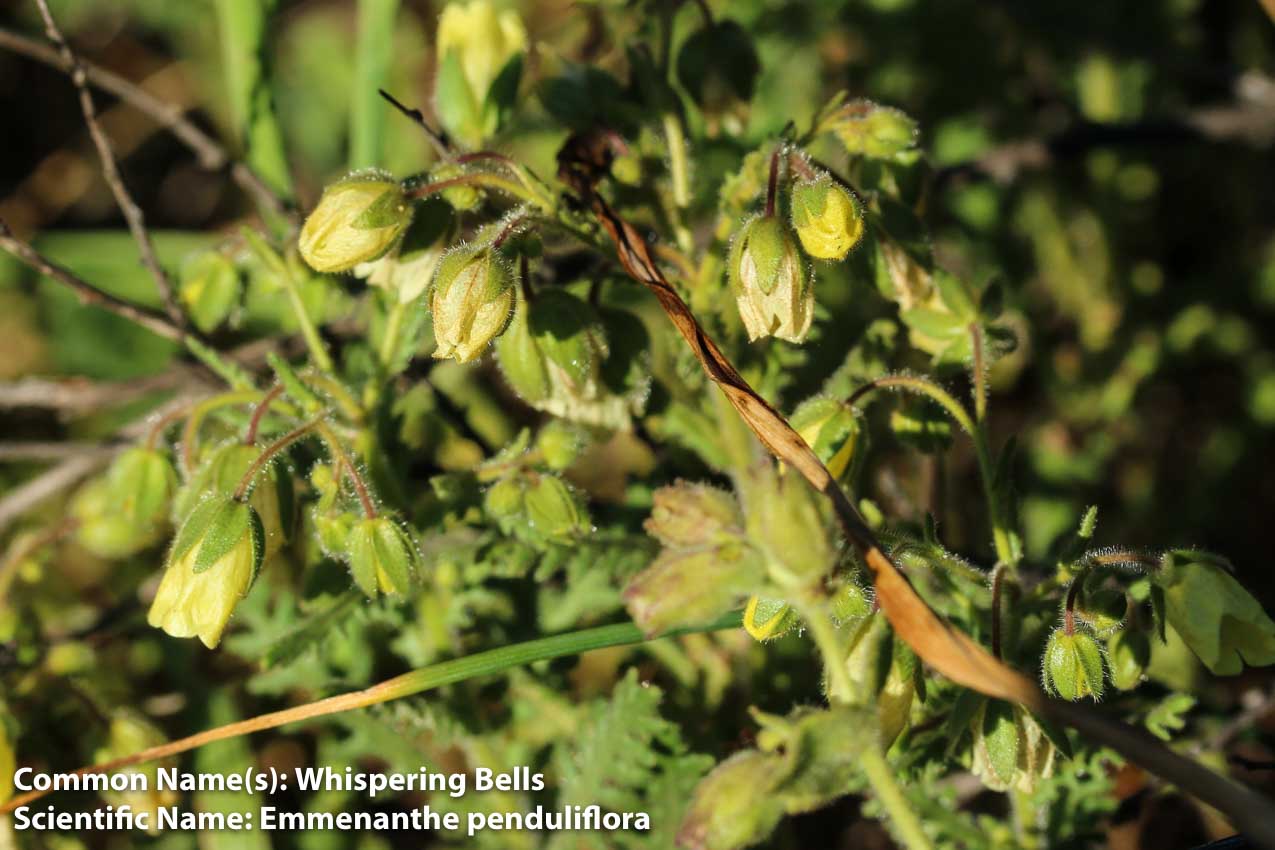  Whispering Bells - <em>Emmenanthe penduliflora</em>