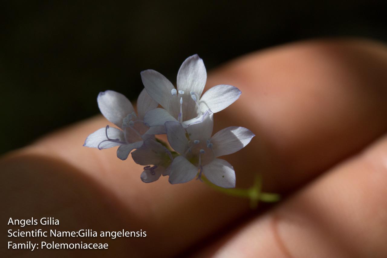  Angels Gilia - <em>Gilia angelensis</em>