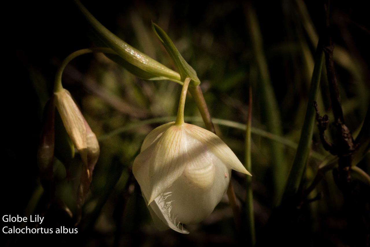  Globe Lily - <em>Calochortus albus</em>