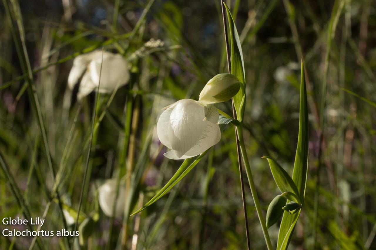  Globe Lily - <em>Calochortus albus</em>