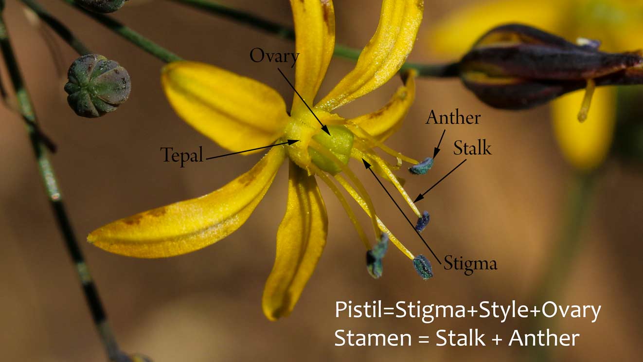  Golden Star - <em>Bloomeria crocea</em>