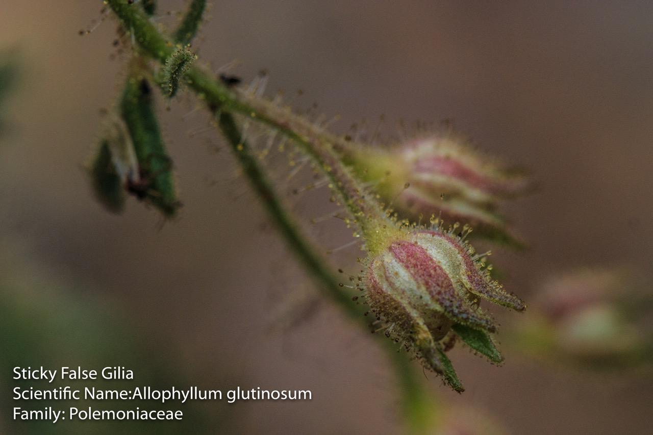  Sticky Gilia, Stinky Gilia - <em>Allophylum glutinosum</em>