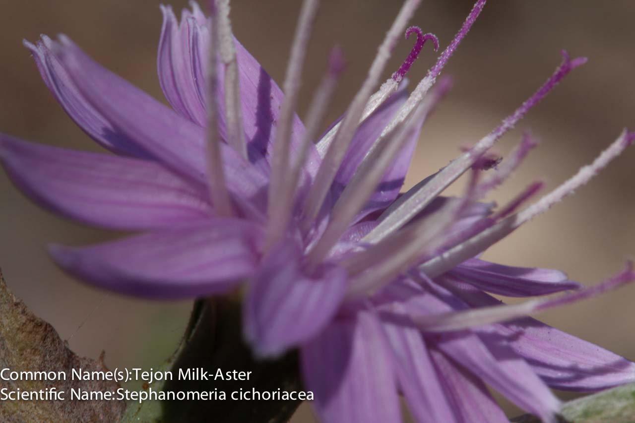  Tejon Milk-Aster - <em>Stephanomeria cichoriacea</em>