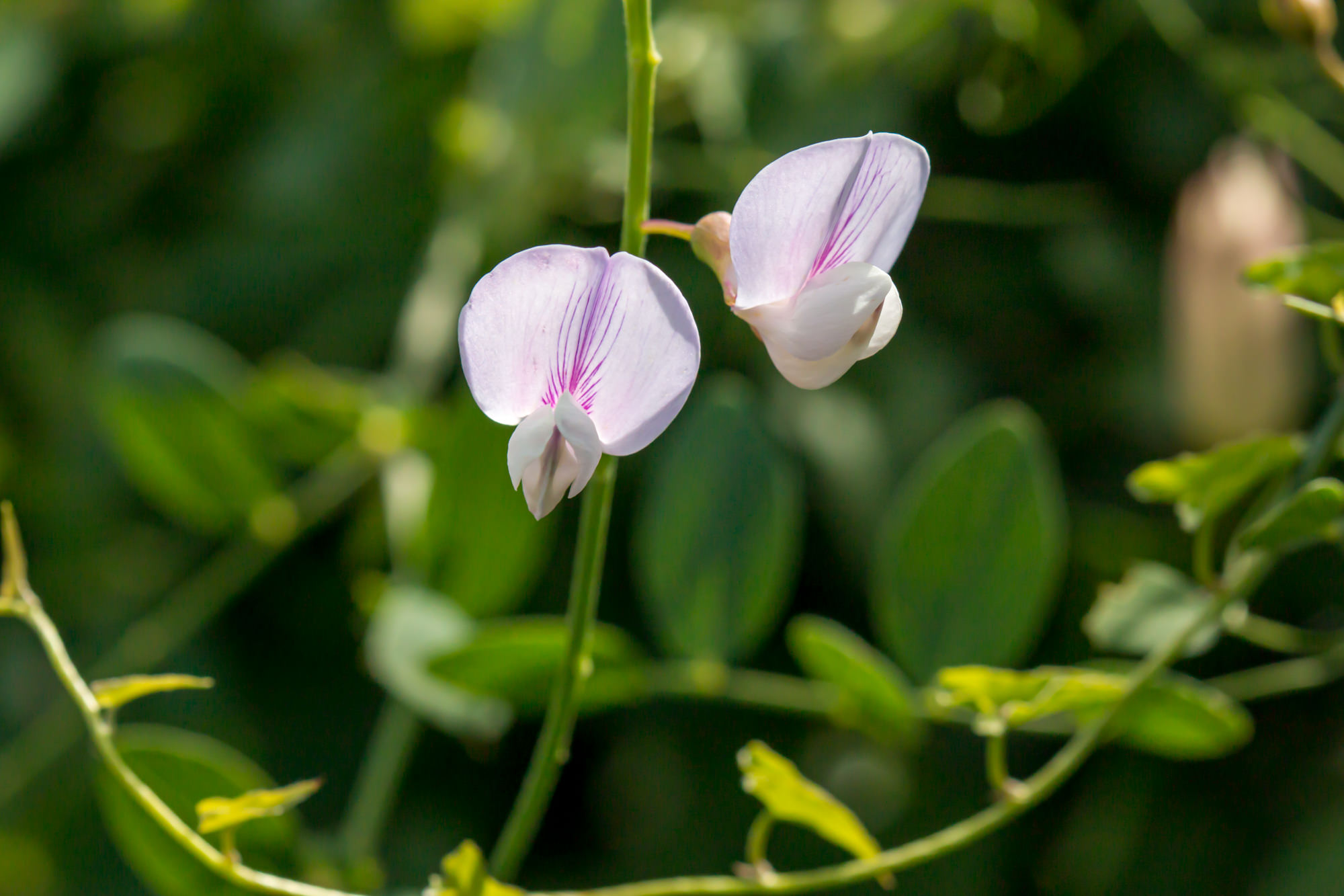 Plant of the Month - Wild Sweet Pea