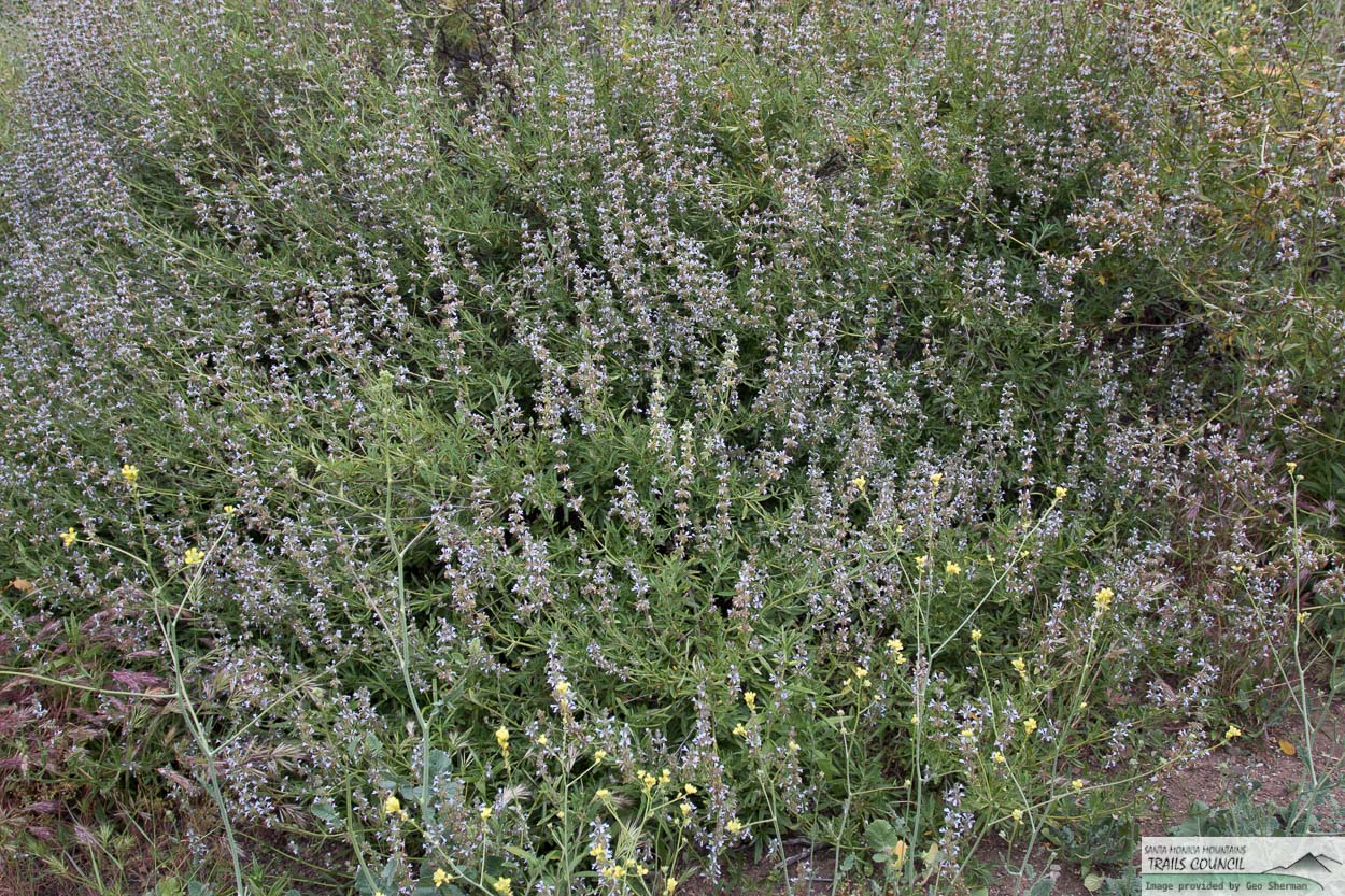  Black Sage - <em>Salvia mellifera</em>