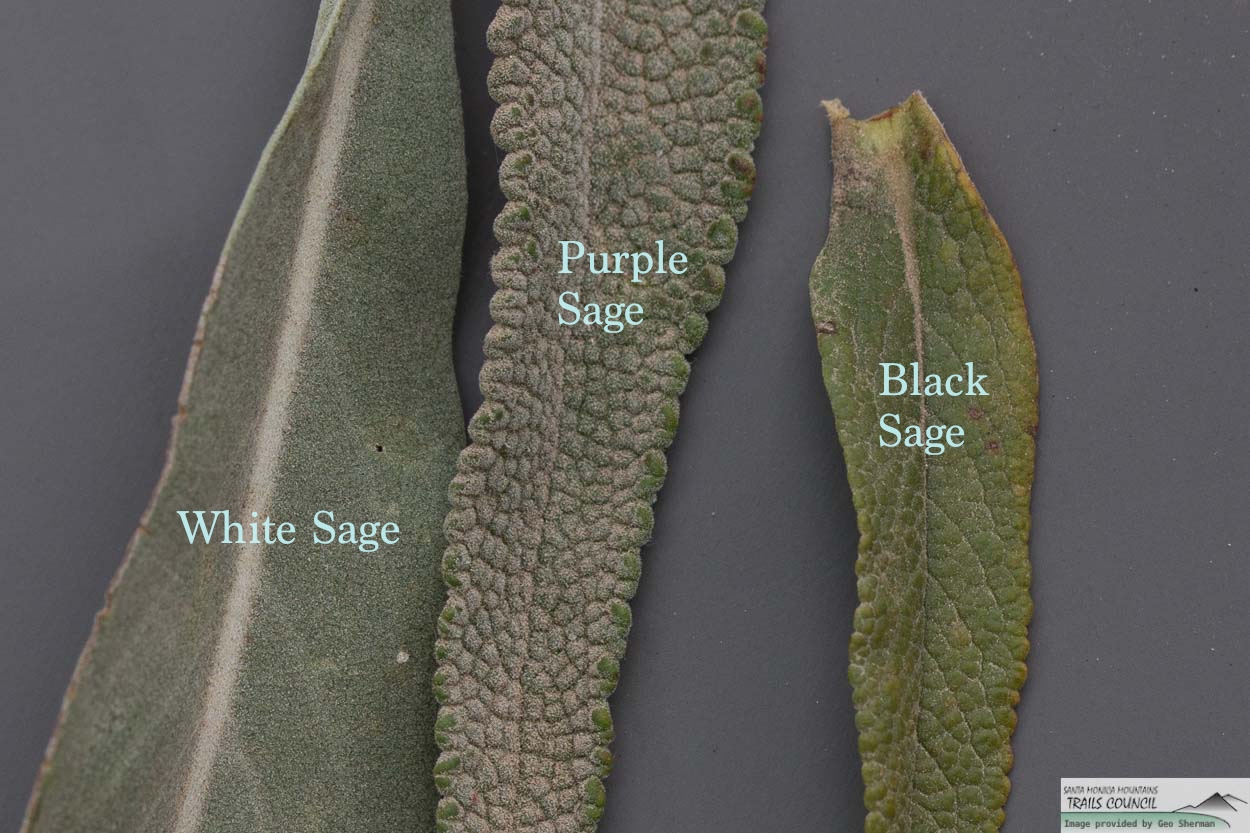  Black Sage - <em>Salvia mellifera</em>