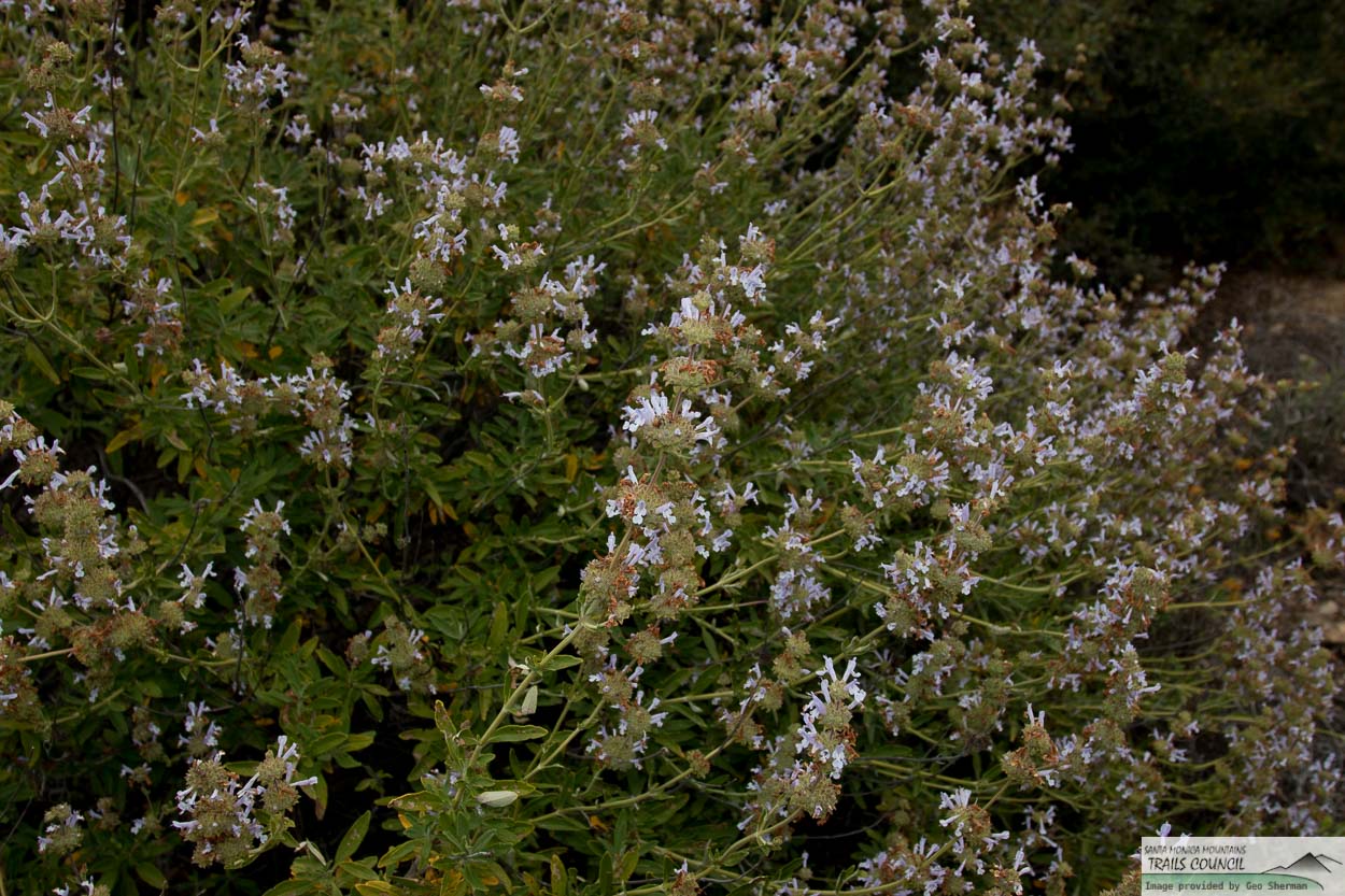 Plant of the Month Black Sage